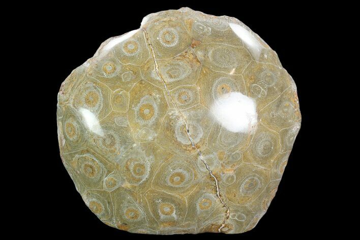 Polished Fossil Coral (Actinocyathus) - Morocco #90248